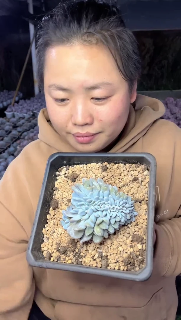 【闪购商品】66橙梦露缀化12cm39.99