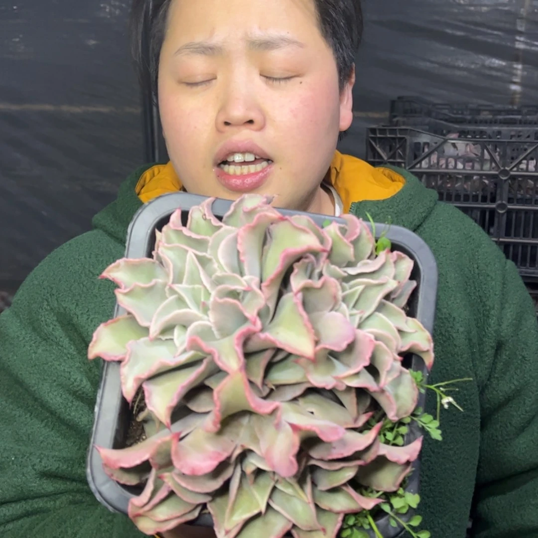 【闪购商品】1.13-168三头饺子皮