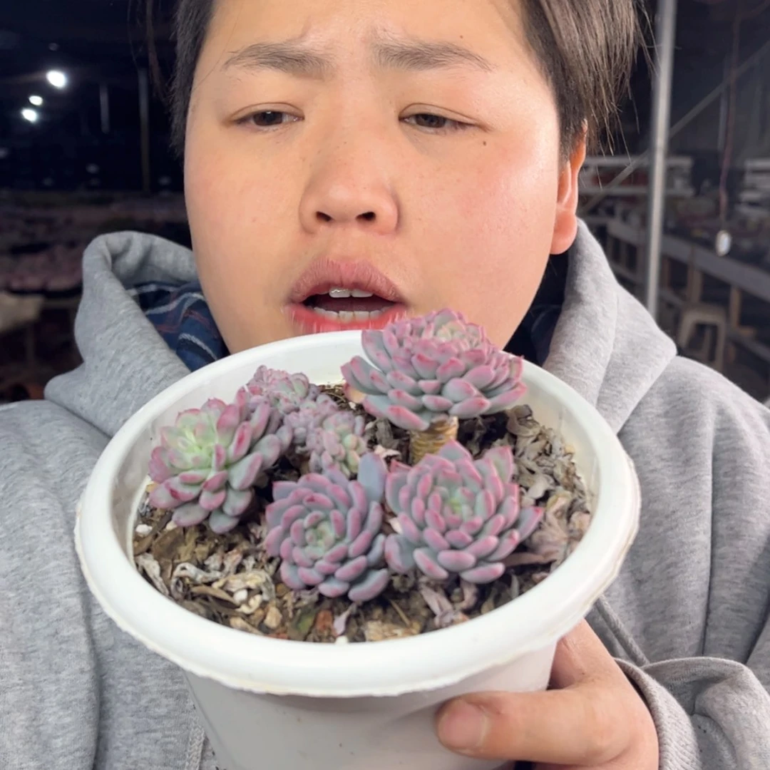 【闪购商品】1.11-51新货玛瑙缀多肉