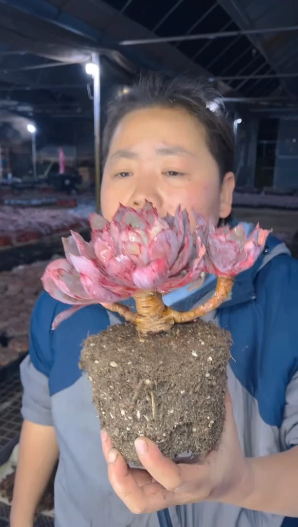 【闪购商品】89-全状态血赫拉7.99