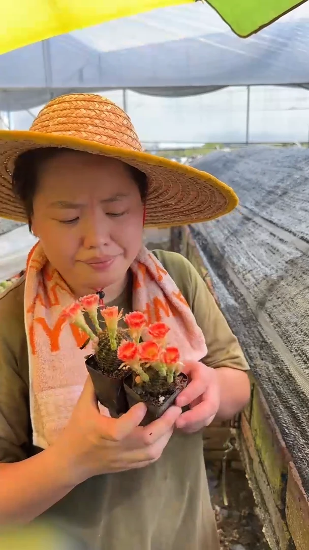 【闪购商品】7.19-14外播红拉丝丽花2颗9.99