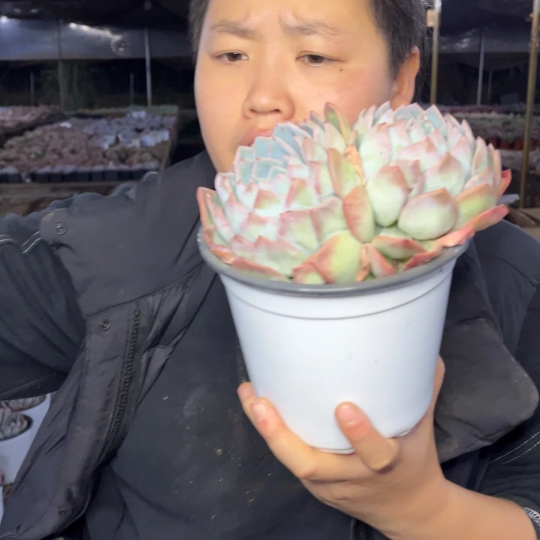 【闪购商品】10.25-清货81双头莎莎女王