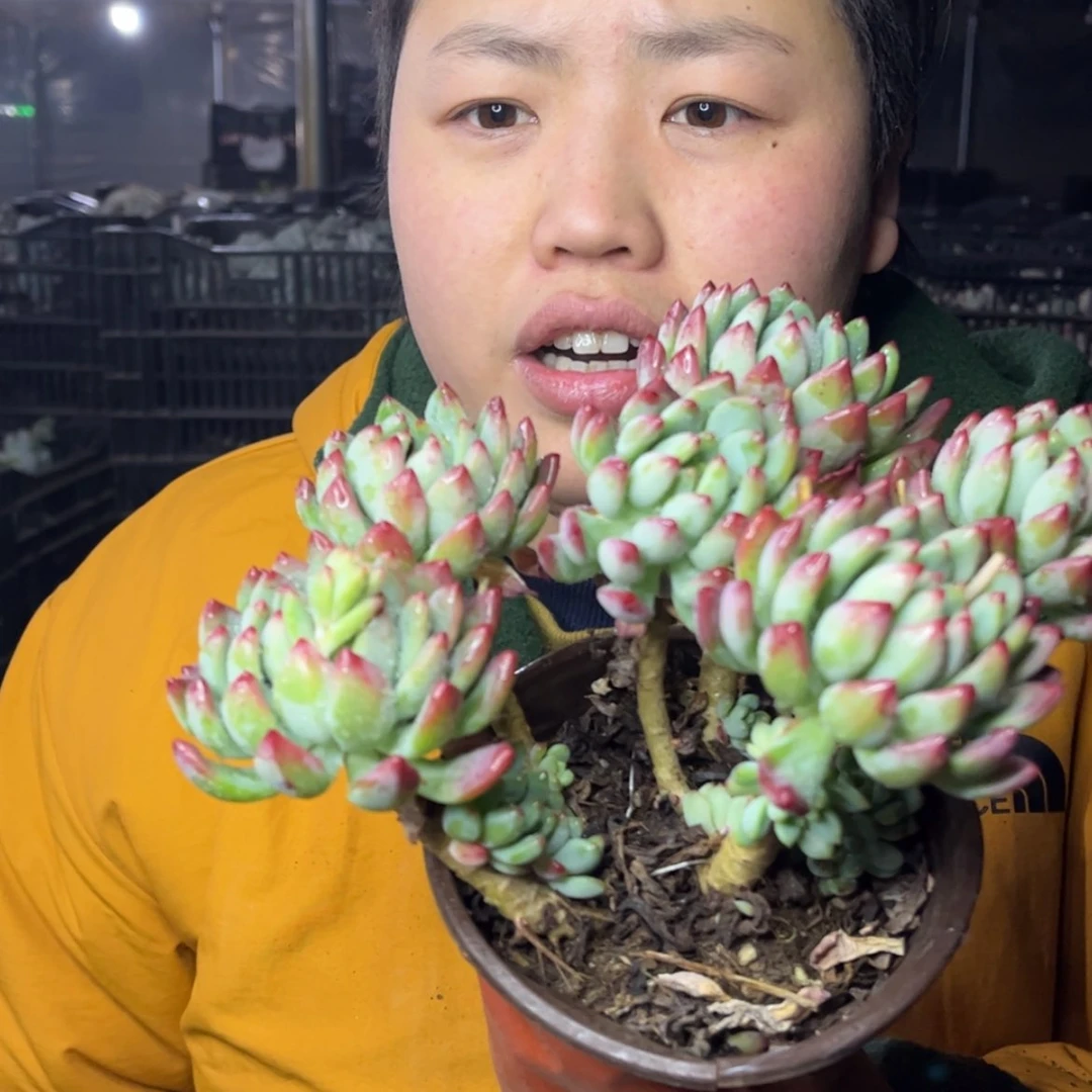 【闪购商品】1.18-34老腿蓝苹果