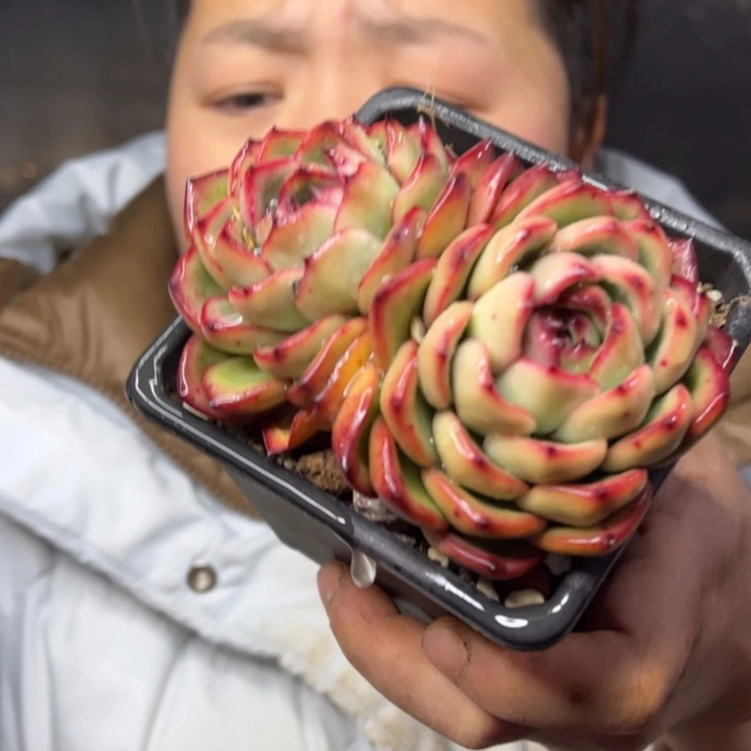 【闪购商品】12.29-167双头万宝龙