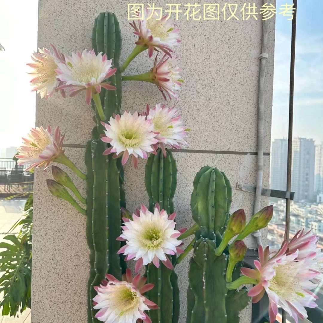 量天尺无根40cm不带花苞仙人球办公室室内好养