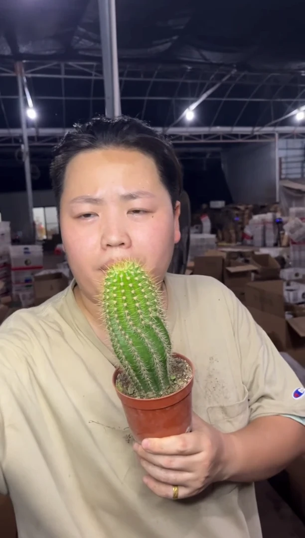 【闪购商品】7.22-58实生飞碟毛花柱9.99