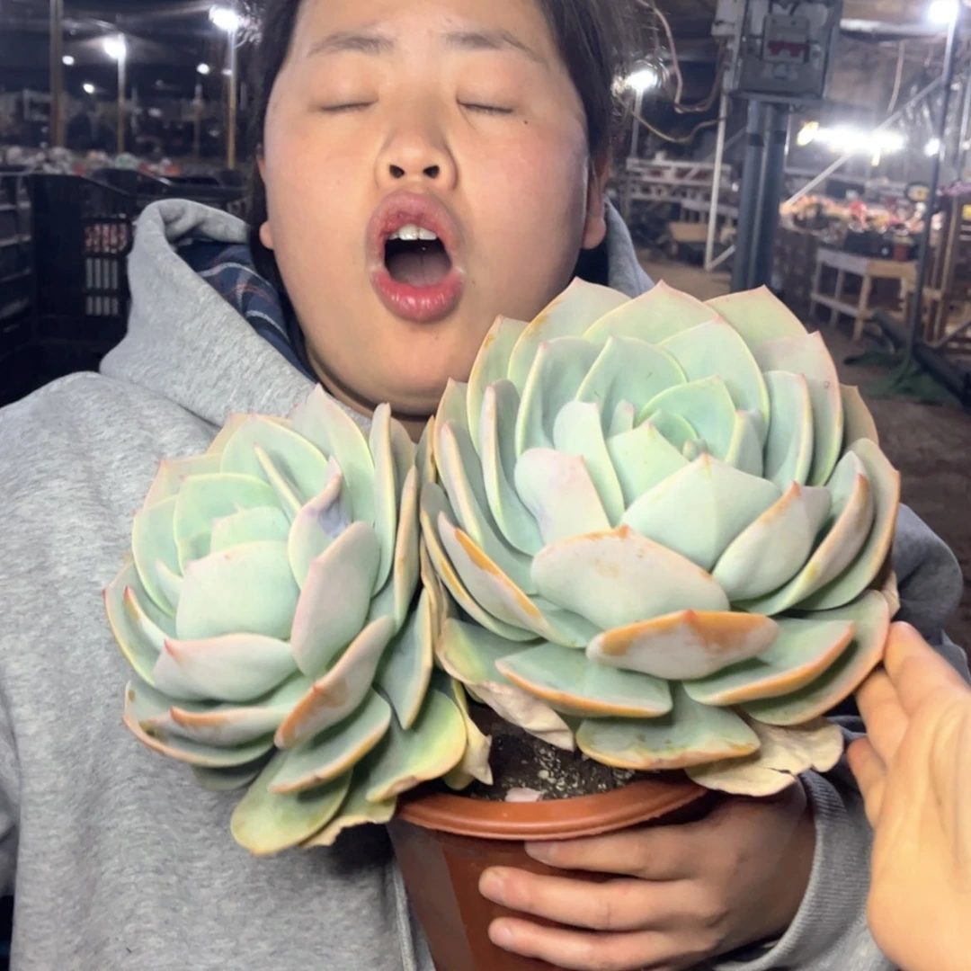 【闪购商品】1.11-46大双头白凤
