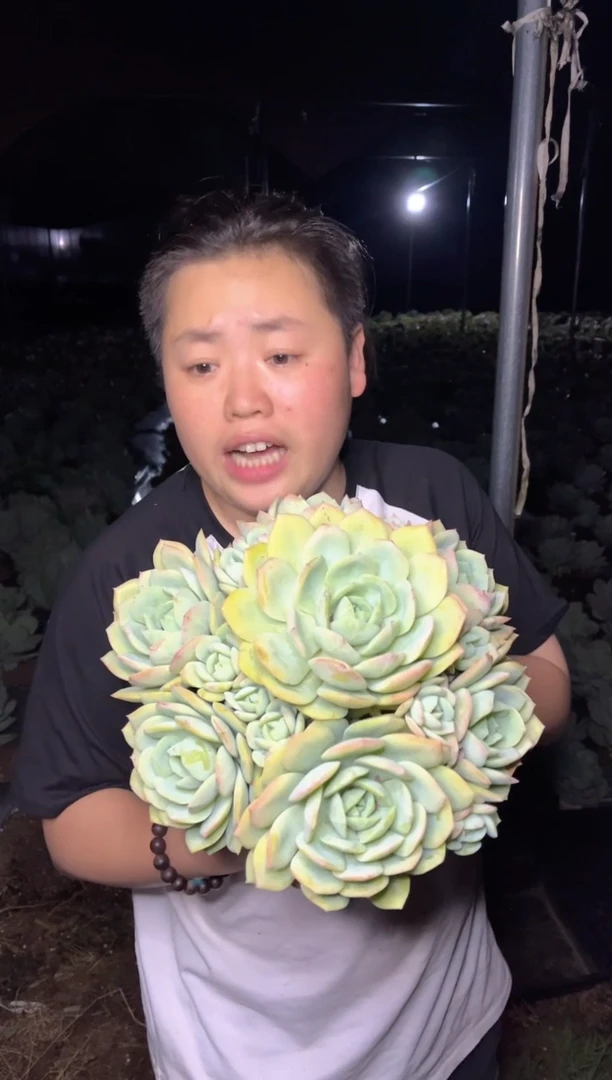 【闪购商品】10.5手捧花恋曲20CM14.99