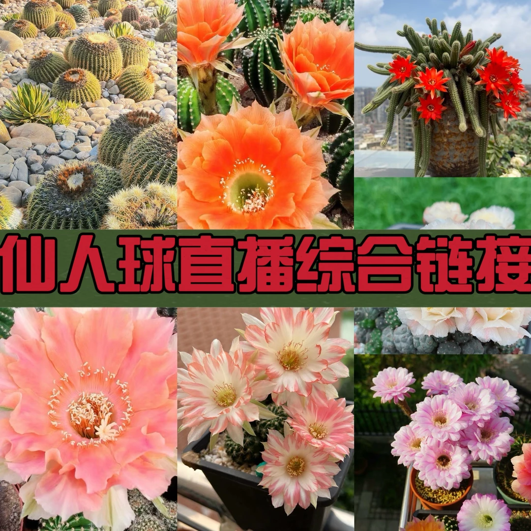 叶小琪多肉馆 【1号】仙人球直播综合链接以直播间展示为准盆栽绿植