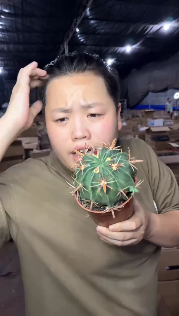 【闪购商品】7.25-14实生日出10CM8.99