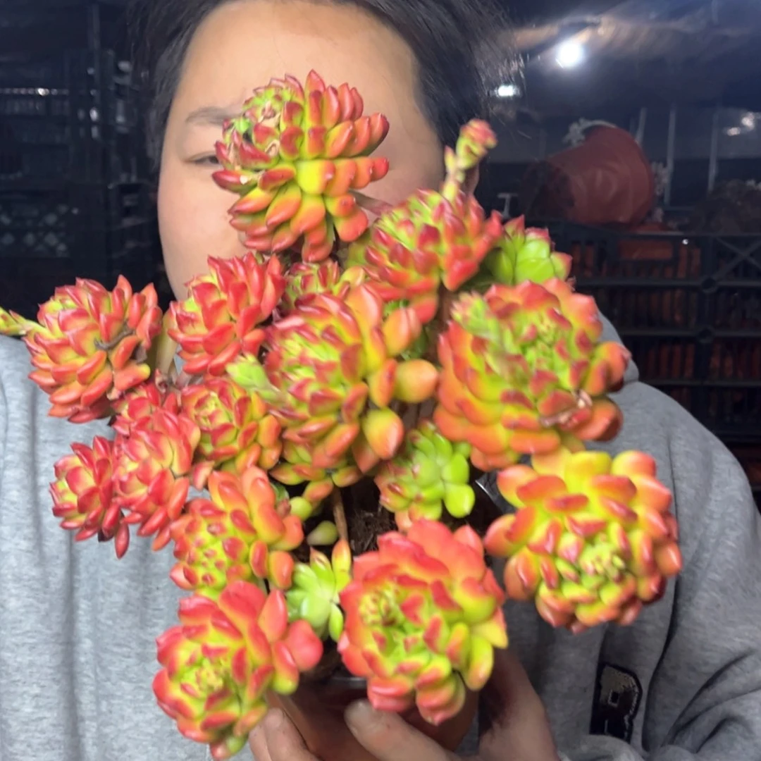 【闪购商品】1.11-138福利大号灯笼
