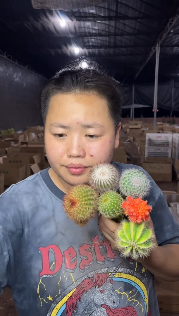 【闪购商品】8.25-36仙人球带柱6颗组9.99