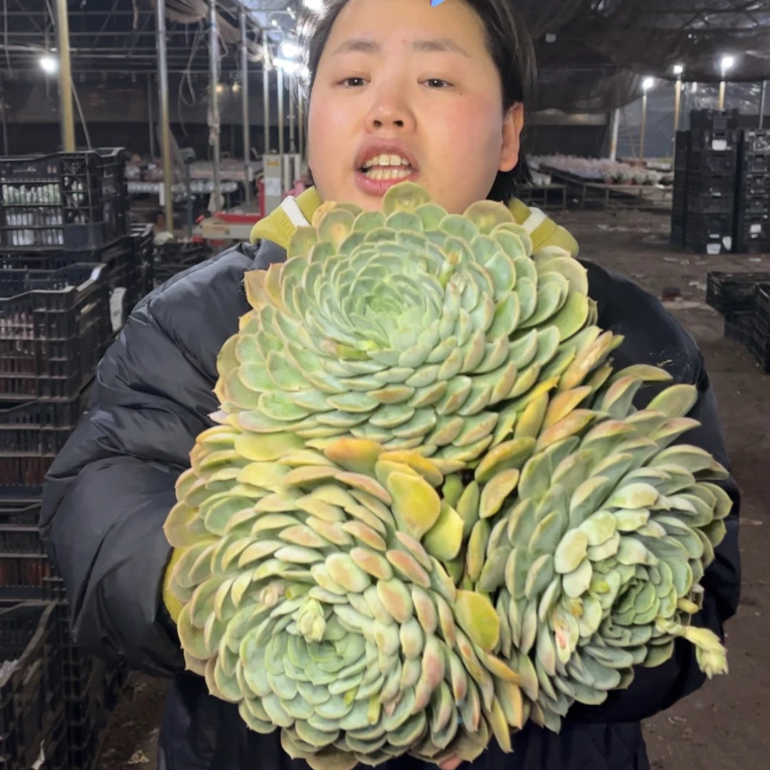 【闪购商品】1.3-1大三头昂斯诺22cm➕