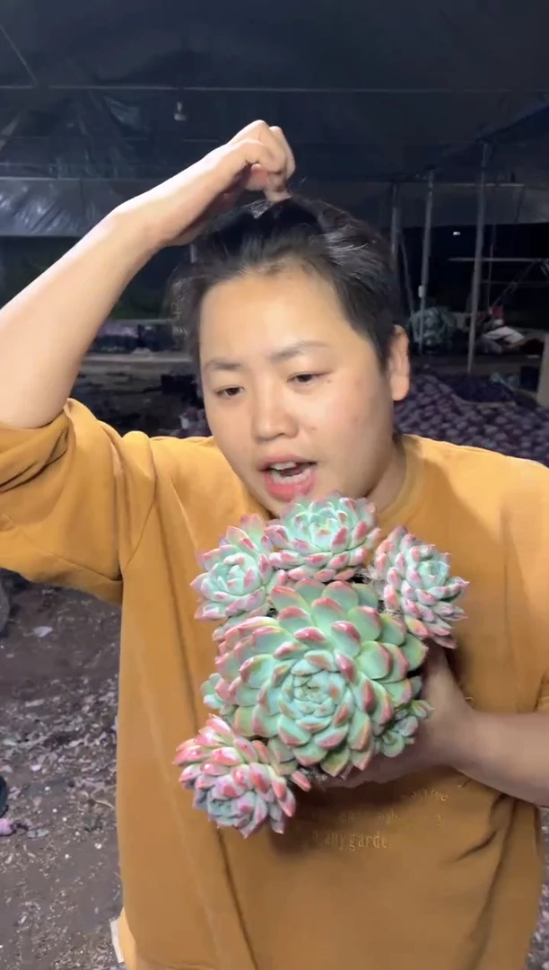 【闪购商品】78阿尔巴佳人9.99