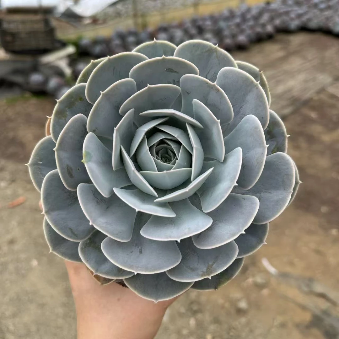 【圣卡洛斯】  叶小琪多肉馆    多肉植物 新手办公室好养绿植盆栽