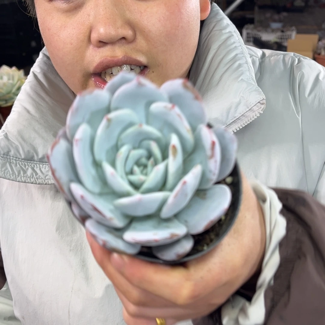 【闪购商品】12.19-119梦露杂雪莲
