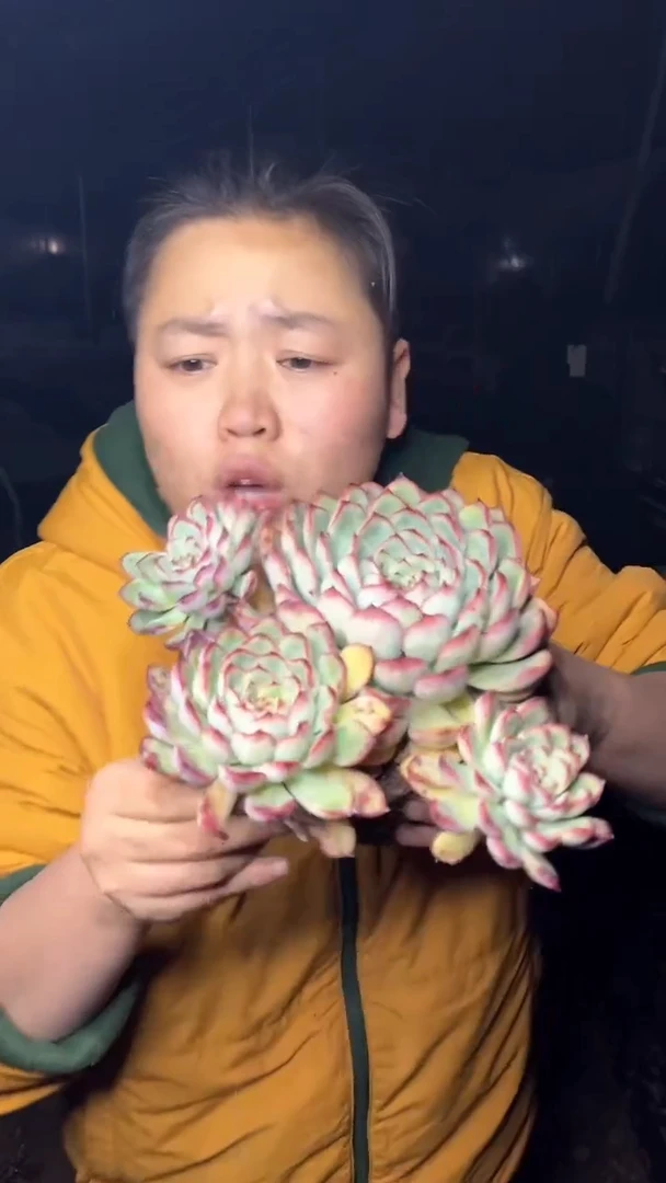 【闪购商品】75新货荷花四头起8.5