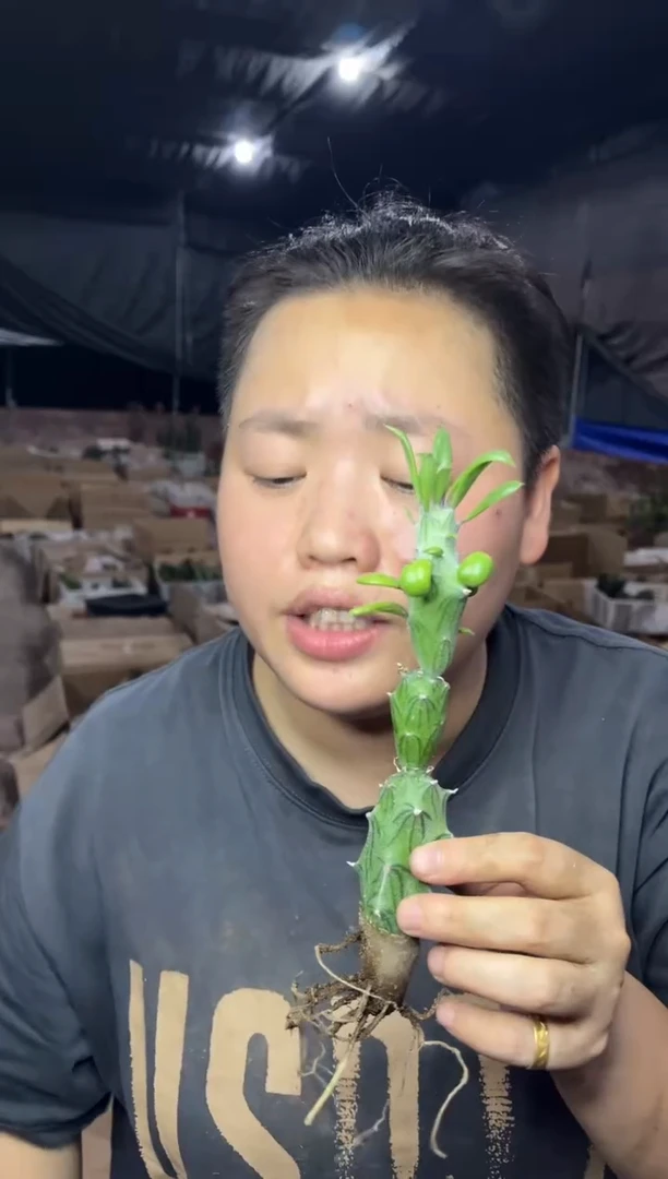 【闪购商品】8.26普西利菊7.99