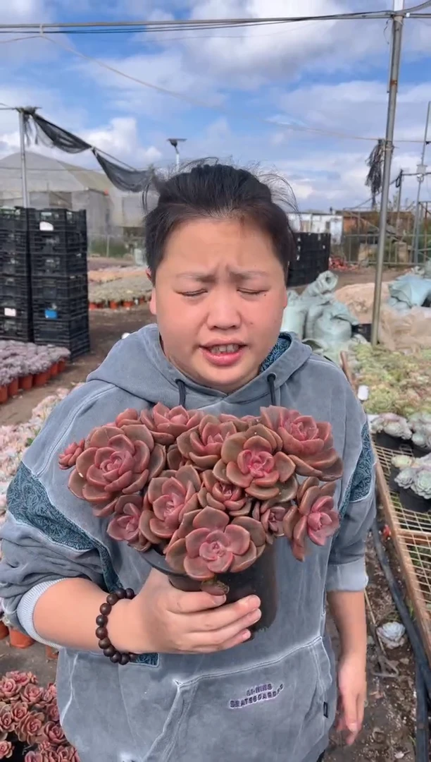 【闪购商品】9-琉璃盏大群20CM13.99