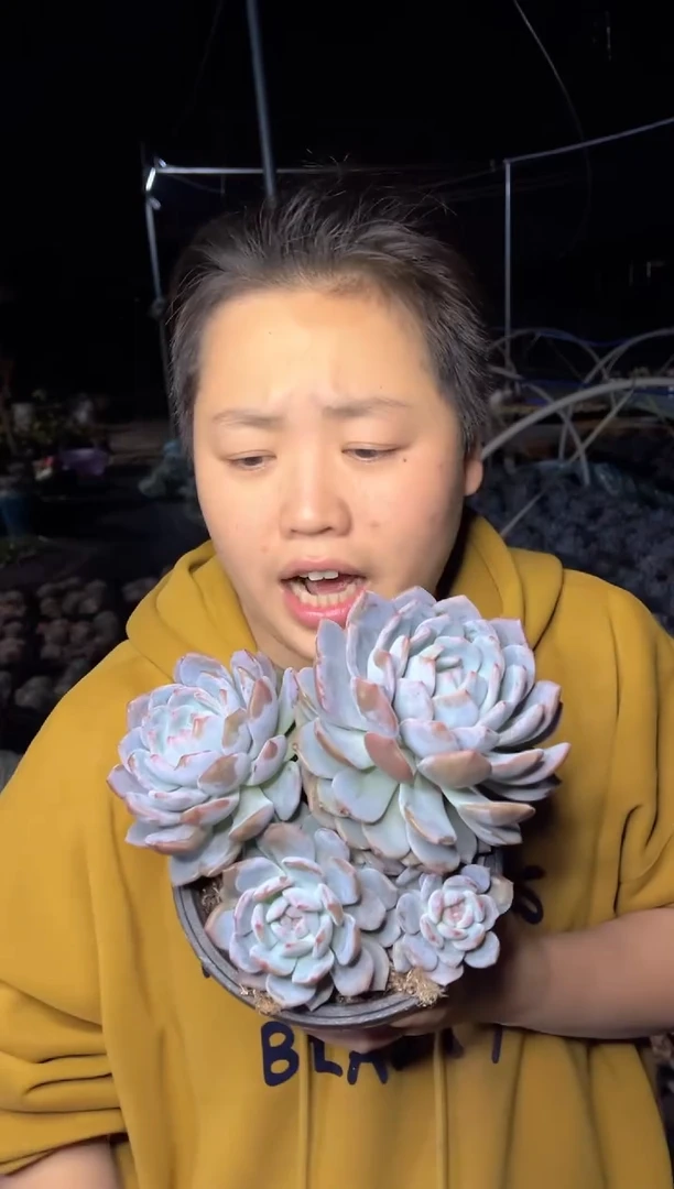 【闪购商品】25四头梦露15-18CM9.99