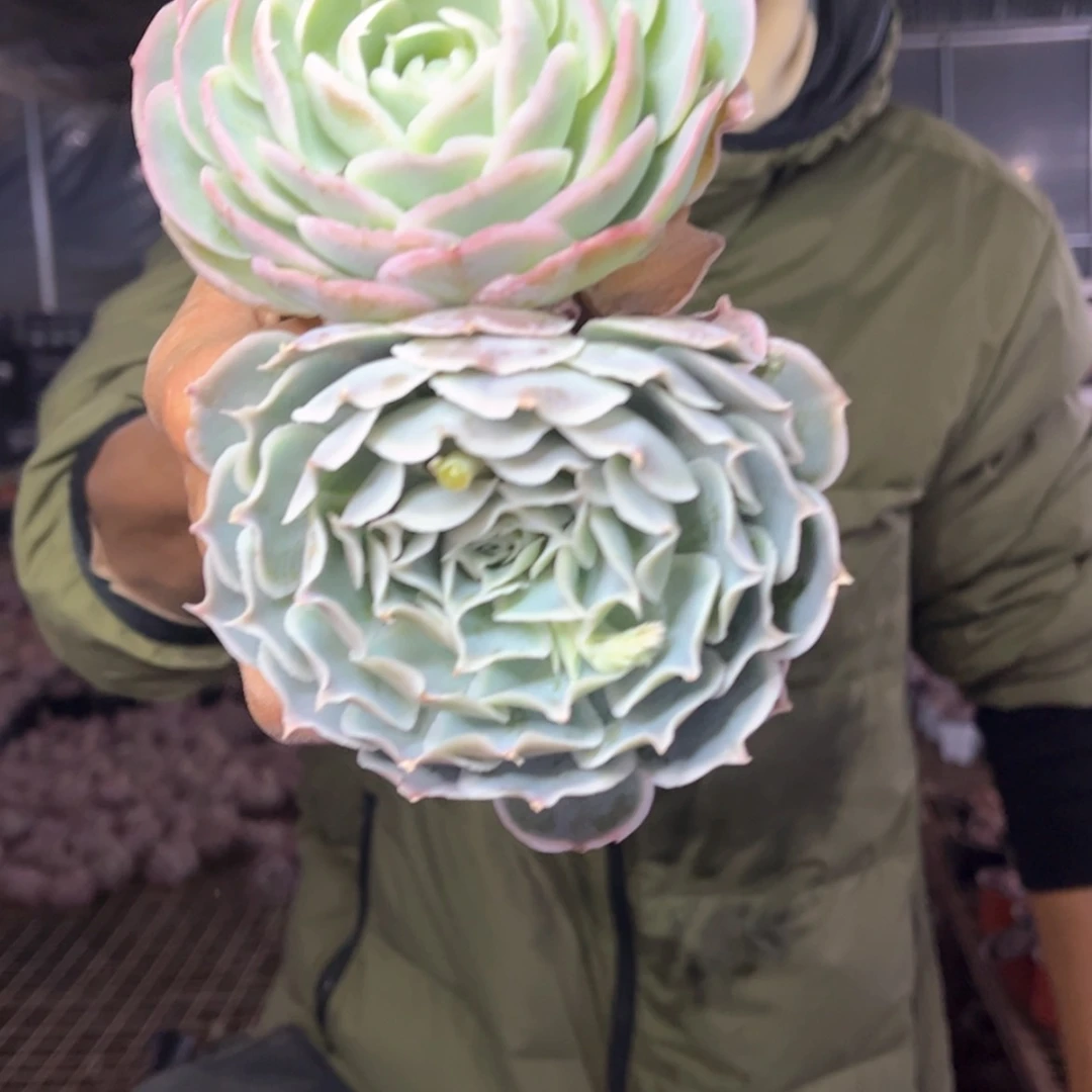 【闪购商品】1.8-167，蓝丝绒2盆