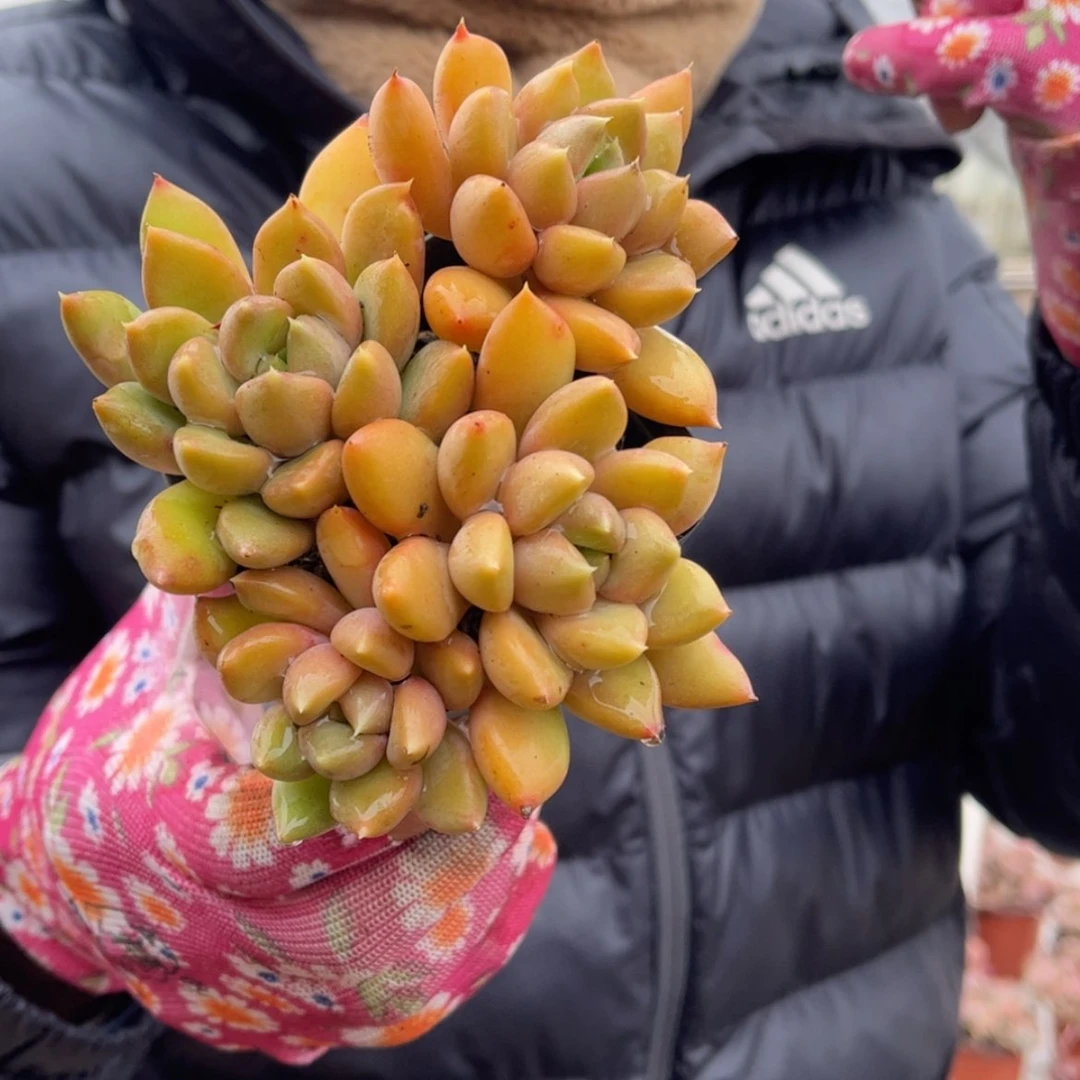 【闪购商品】12.23.7清货象牙