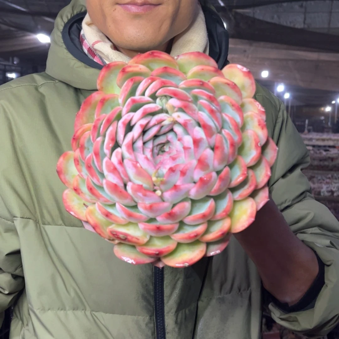 【闪购商品】1.8-134大单头恻隐