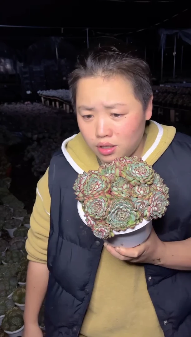 【闪购商品】63梦幻玫瑰多头大群9.99