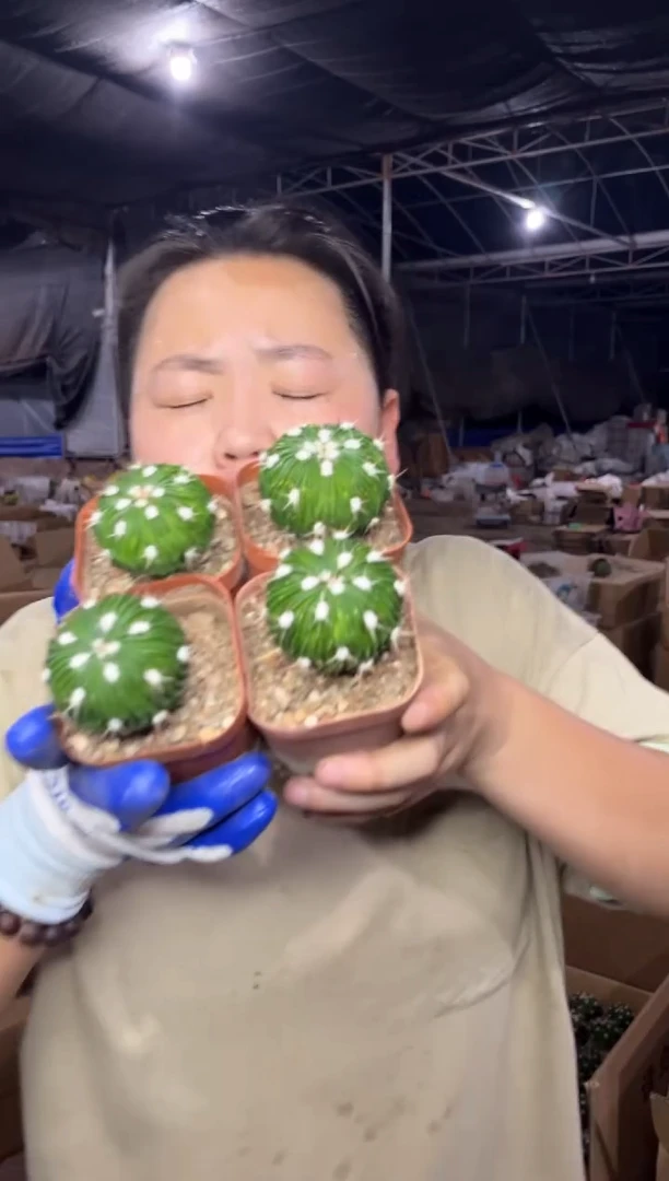 【闪购商品】7.22-8多灵玉4颗9.99