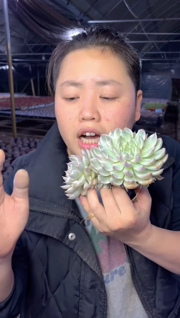 【闪购商品】61双头起玛格丽特锦7.99