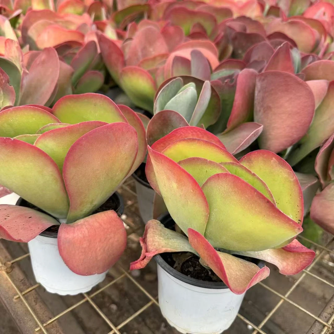 【唐印】   多肉植物     新手办公室阳台    好养绿植盆栽花卉