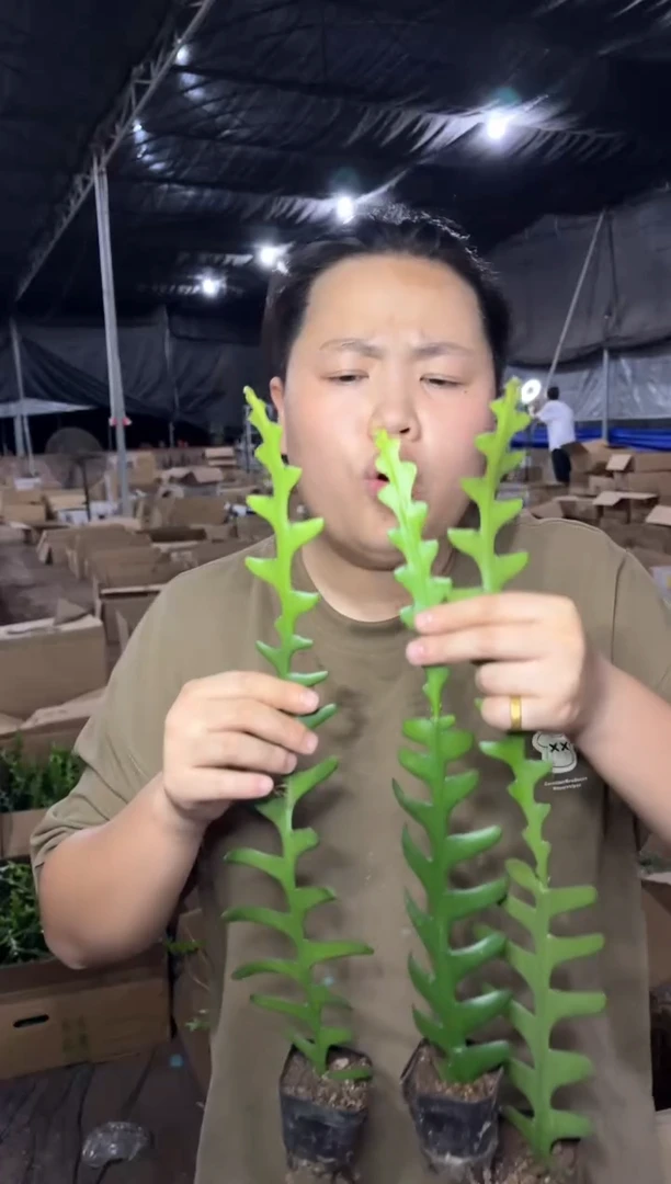 【闪购商品】7.25-15鱼骨令箭3颗9.99