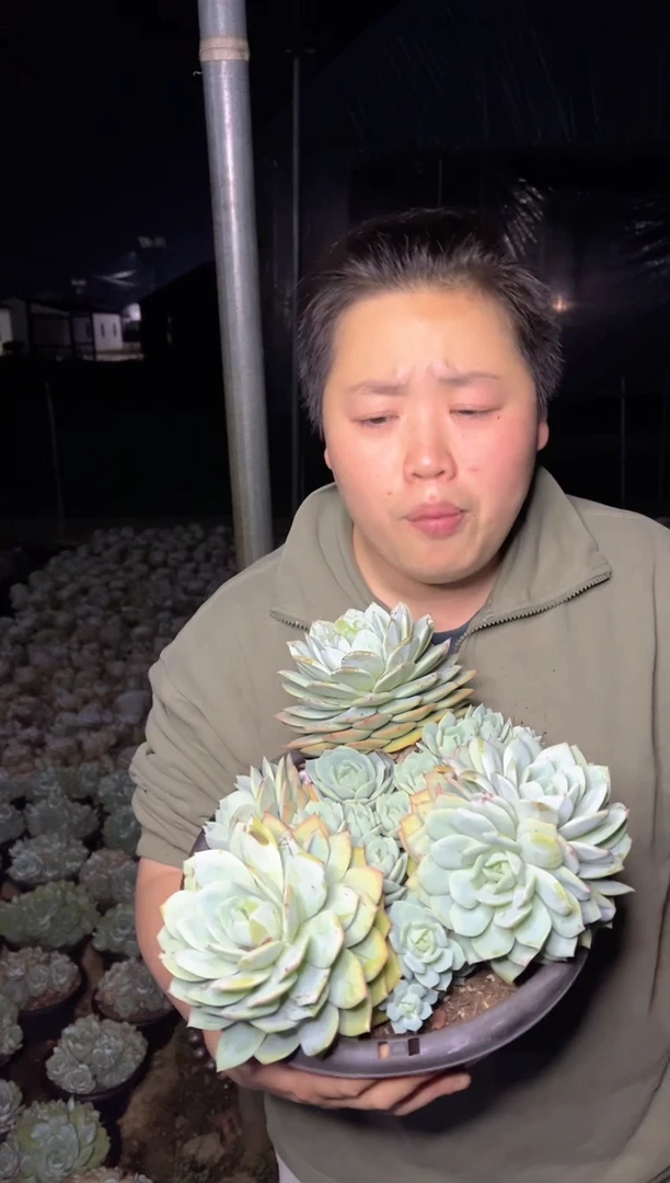 【闪购商品】15大号韩国恋曲20cm9.99