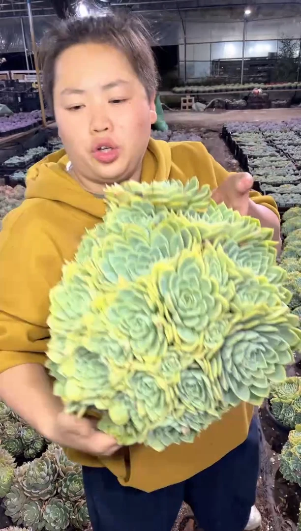 【闪购商品】63巨大号三色堇25-30CM19.99