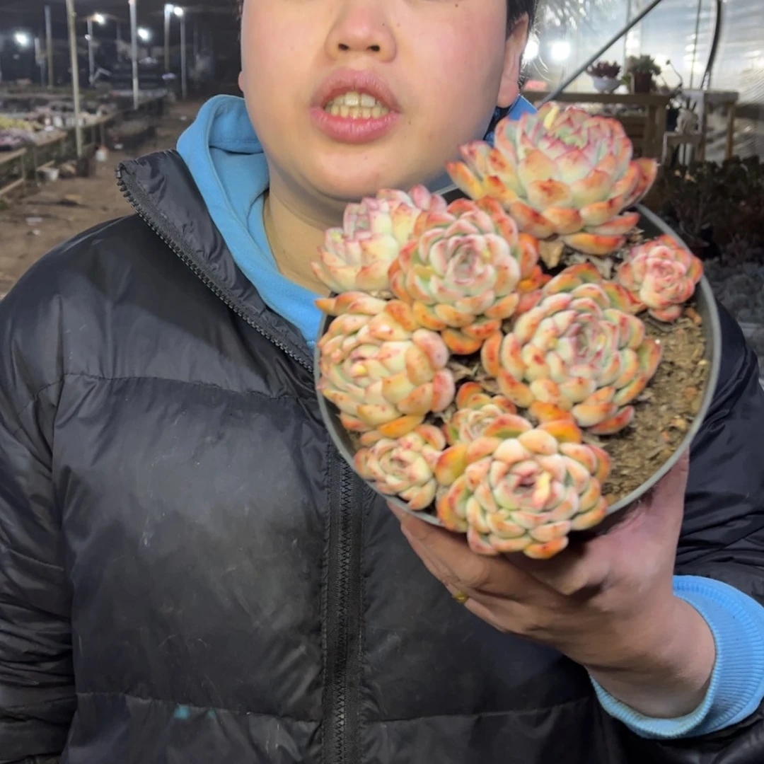 【闪购商品】1.6-89头多荷花