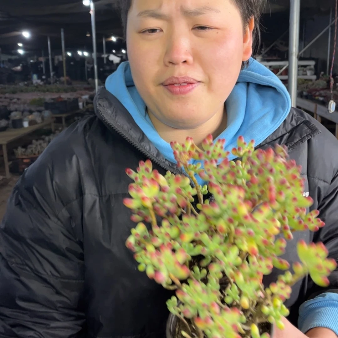 【闪购商品】1.6-92亿女心两颗