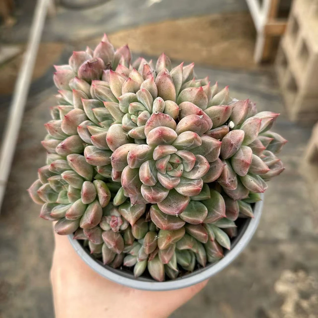 【伯尼皮卡】 叶小琪多肉馆    多肉植物  新手办公室好养绿植盆栽