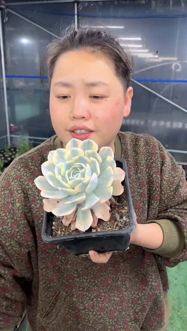 【闪购商品】20-单头鲁式锦7.8