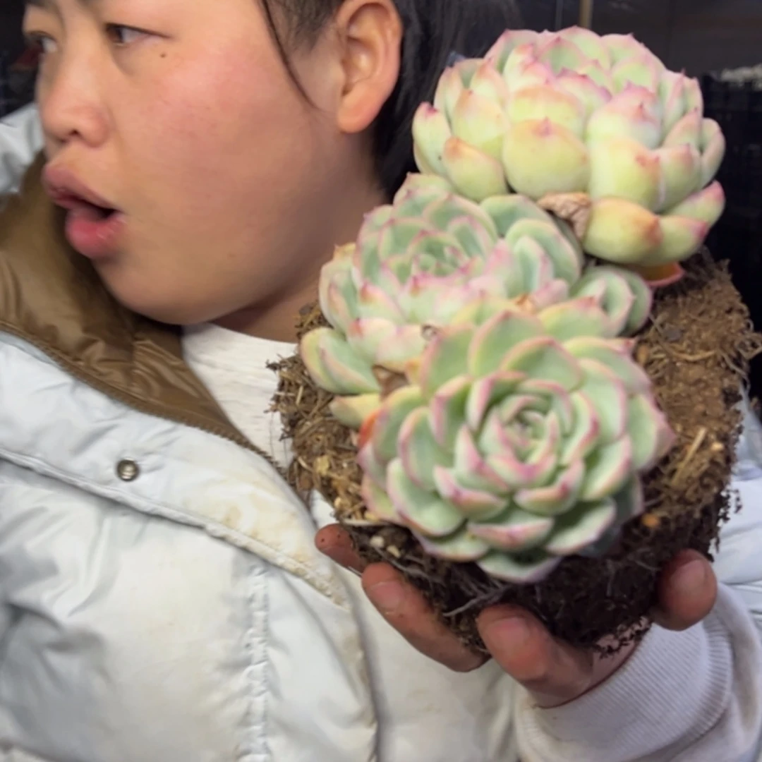 【闪购商品】12.29-124三头起草莓冰