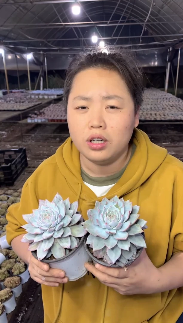 【闪购商品】75单头粉蓝鸟2盆9.99