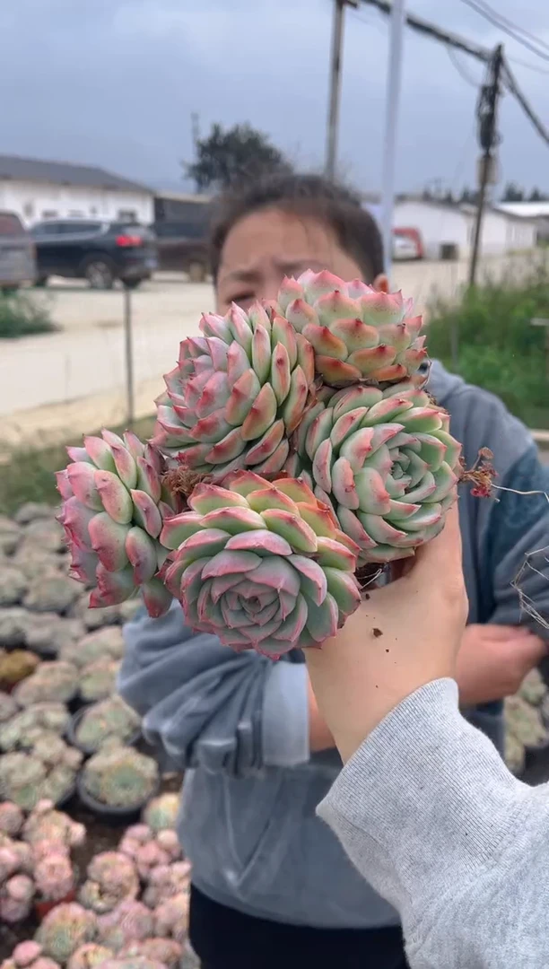 【闪购商品】4-五头起侧影多肉9.99