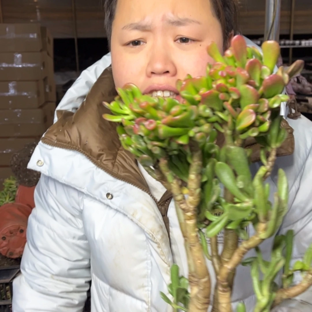 【闪购商品】12.29-133吸财树