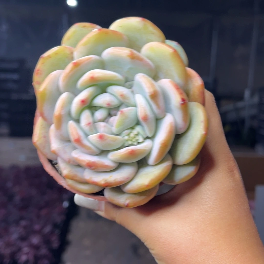 【闪购商品】1.3-36单头起红盆石榴子梦露