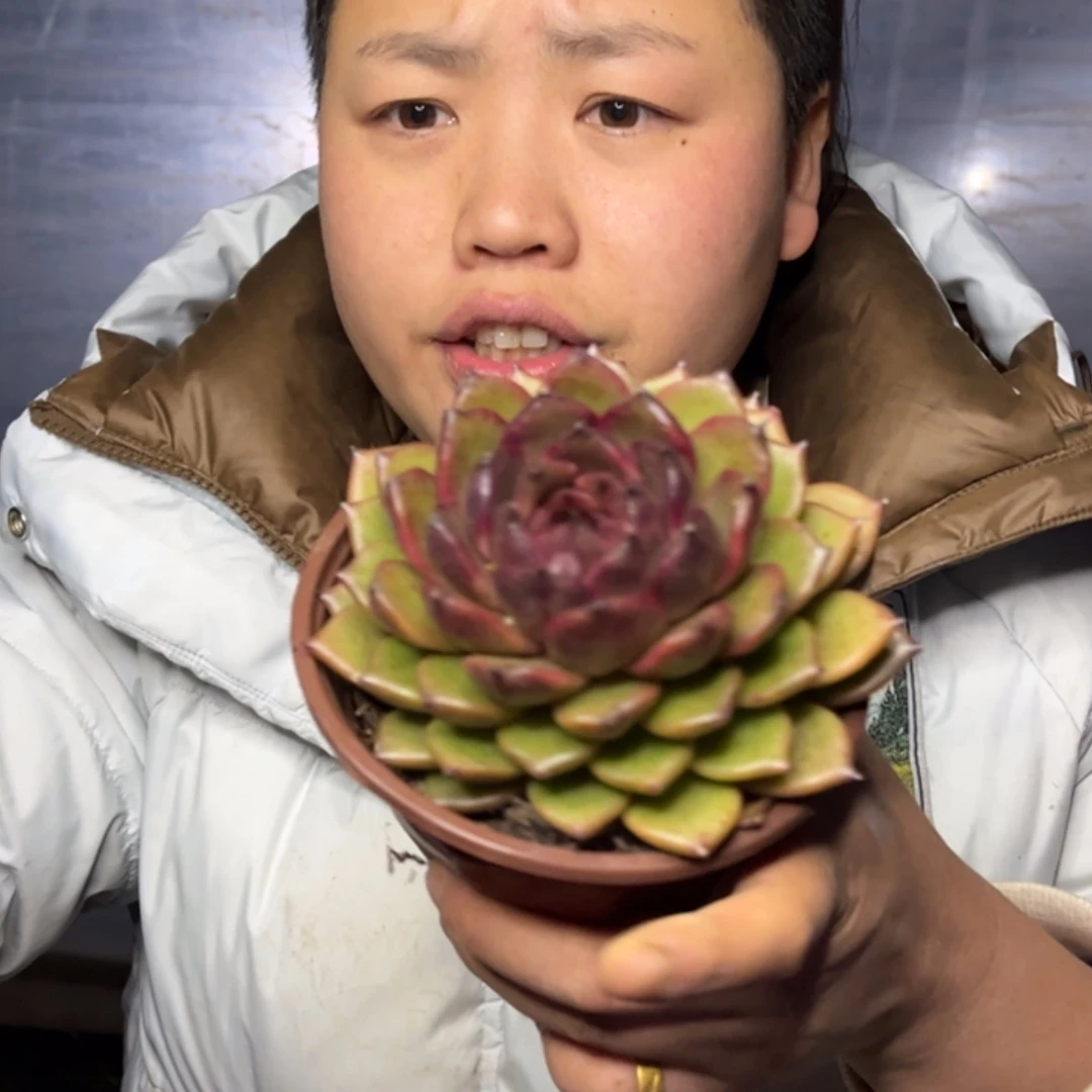 【闪购商品】12.29-193单头起黑水晶多肉