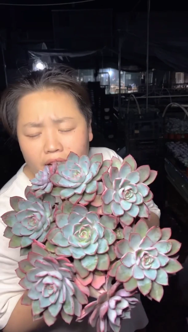 【闪购商品】22八头起大赫拉15.99