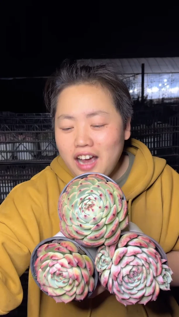 【闪购商品】20单头起吉娃娃9-10CM3颗9.99