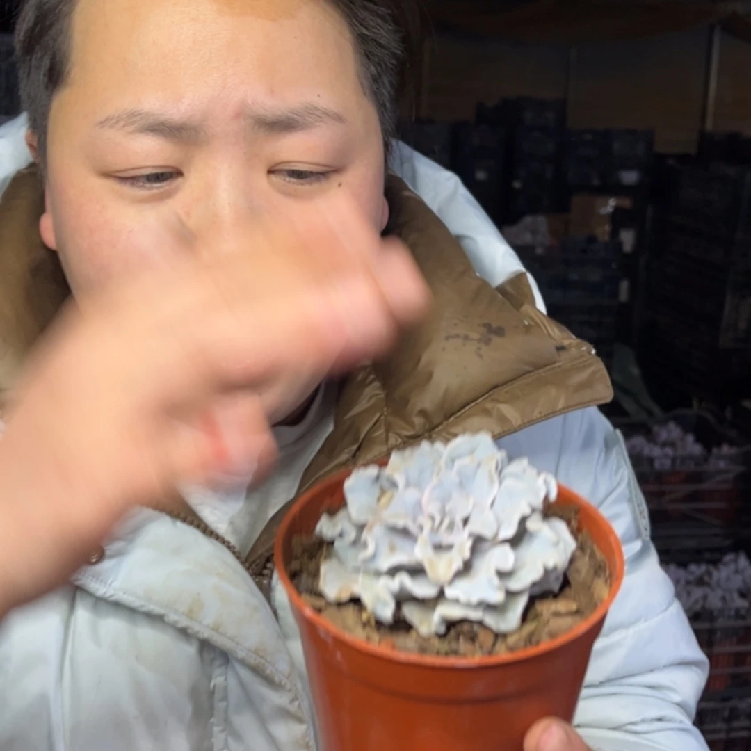 【闪购商品】12.29-126单头头白饺子皮