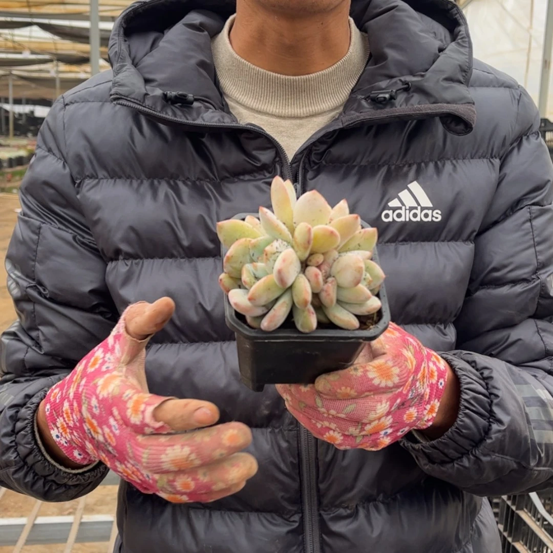 【闪购商品】12.25.19三头黄皮橙90杯带盆土