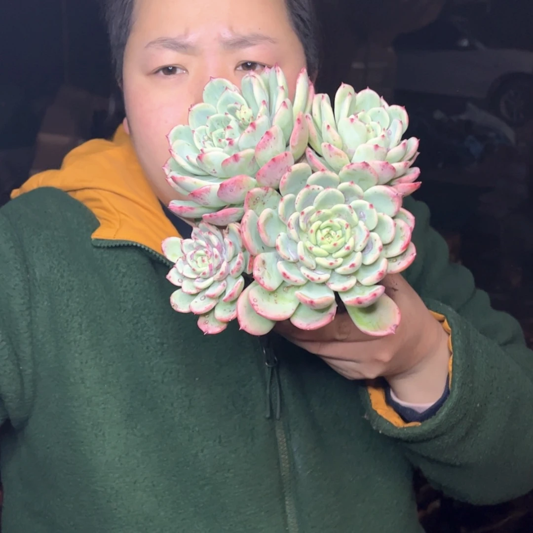 【闪购商品】1.10-156，外播4头起三文鱼