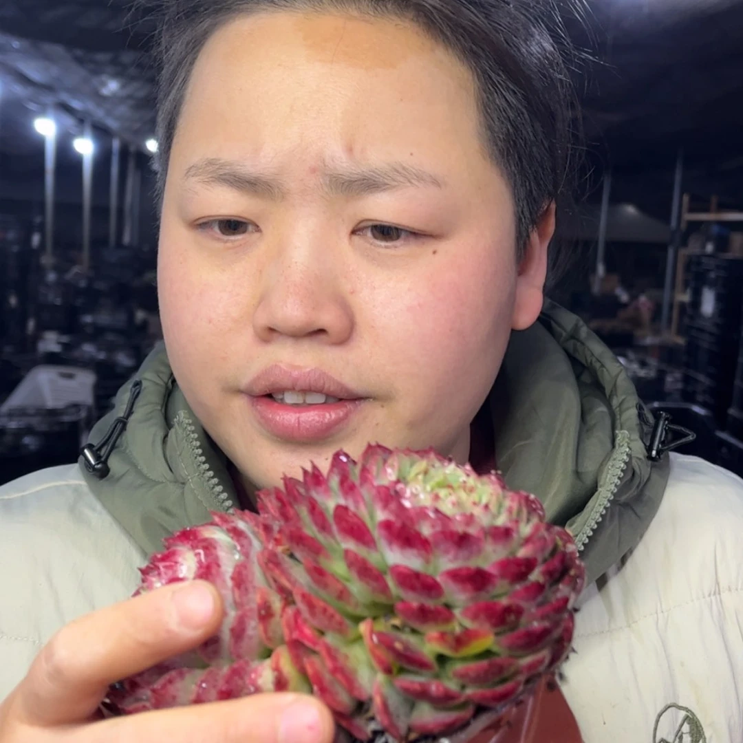 【闪购商品】1.5-57双头起西府海棠